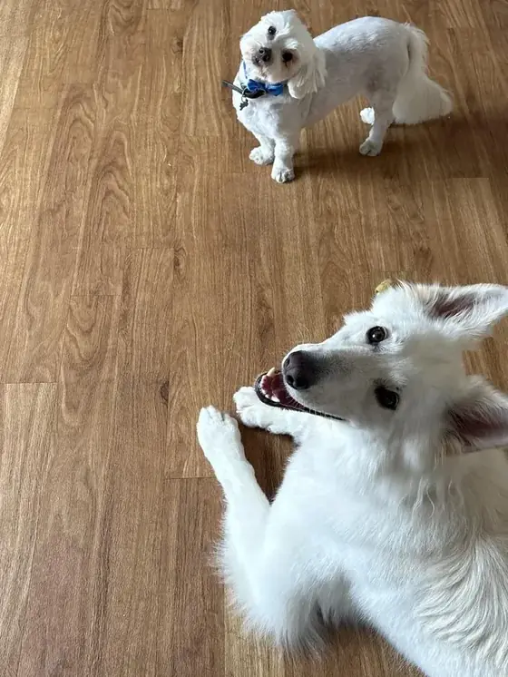 Two happy white dogs looking up at the camera
